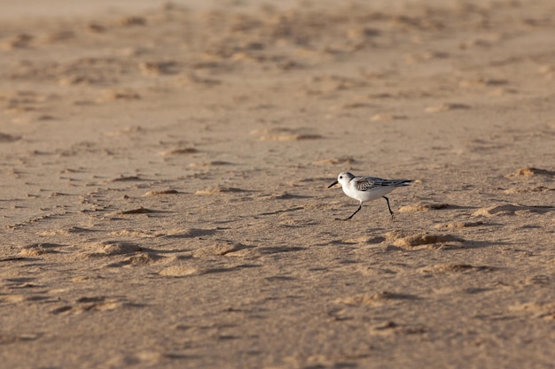 Chorlito anillado, Calidris alba, única ave en la playa, Sur de Fuerteventura