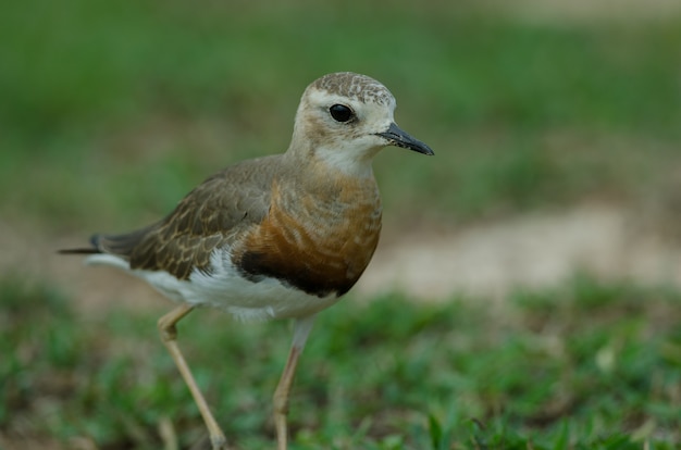 Foto chorlo oriental (charadrius veredus)