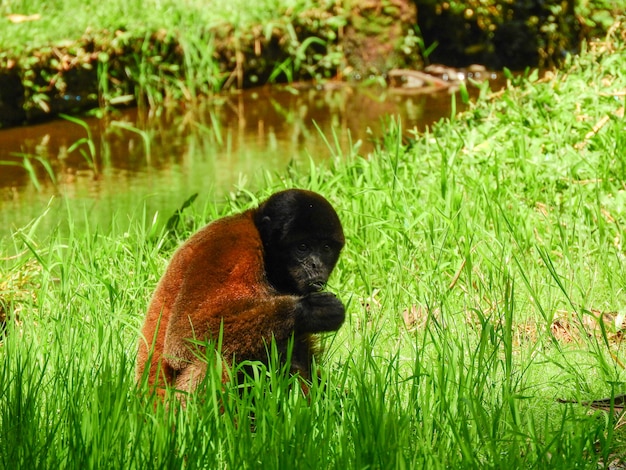 Chorongo-Affe im Amazonasgebiet von Ecuador, Südamerika