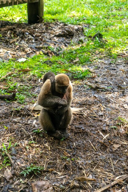 Chorongo-Affe im Amazonasgebiet von Ecuador, Südamerika