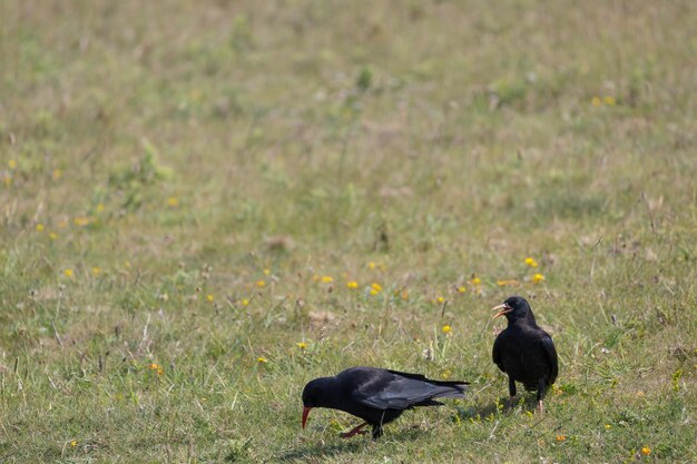 Foto chough pyrrhocorax pyrrhocorax com filhote implorando por comida perto de padstow na cornualha