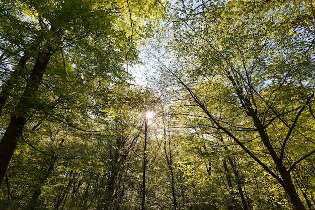 Choupos verdes na primavera na floresta