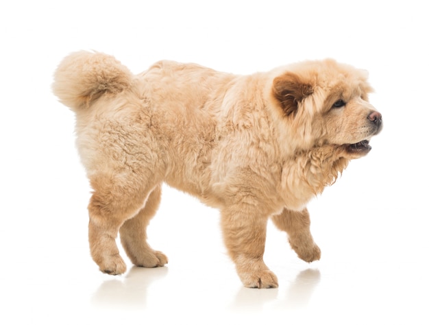 Chow-chow bege