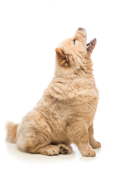 Chow-Chow-Beige