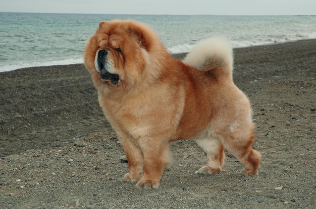 Chow chow cão de raça pura cor marrom