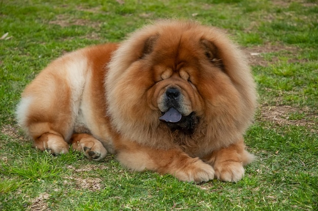 Chow chow cão de raça pura cor marrom
