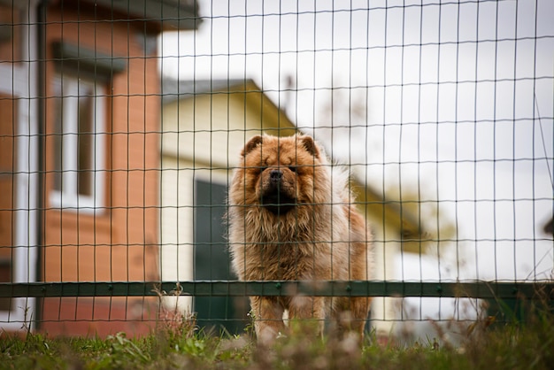 Foto chow-chow-hund, der hinter dem zaun nach vorne schaut und sein haus bewacht