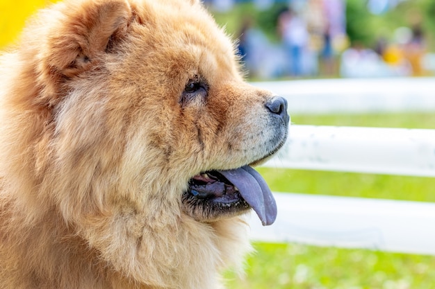 Chow-Chow-Hund, Nahaufnahme eines Hundes im Profil bei sonnigem Wetter