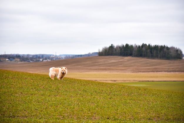 Chow-chow perro camina en el campo de primavera