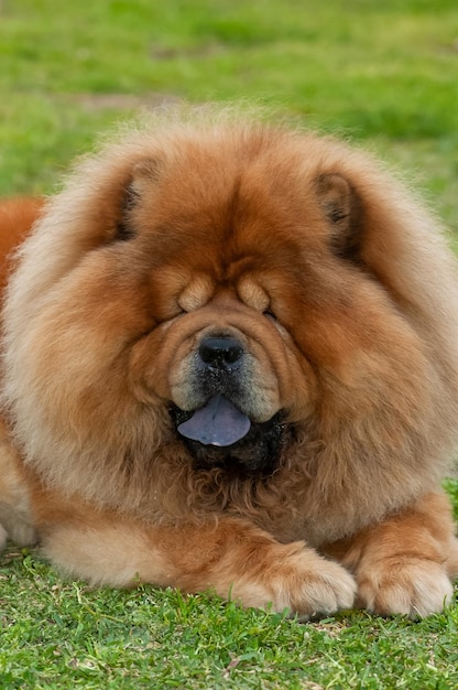 Chow chow perro de raza pura color marrón