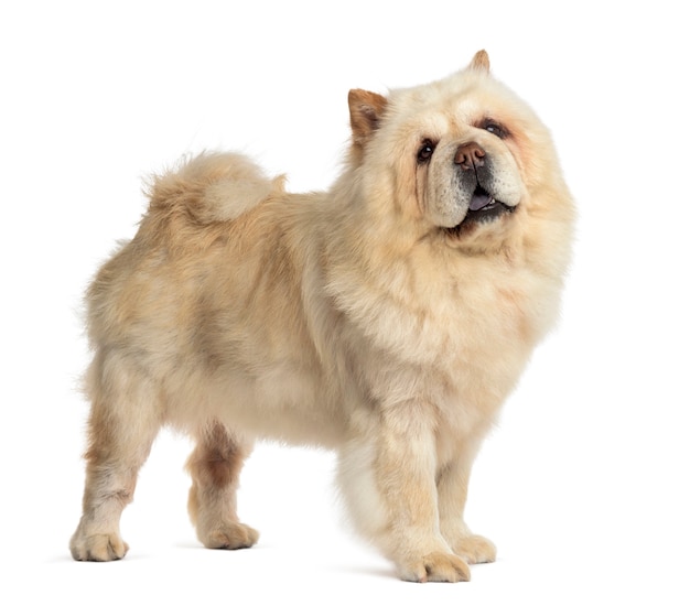 Chow Chow vor einer weißen Wand