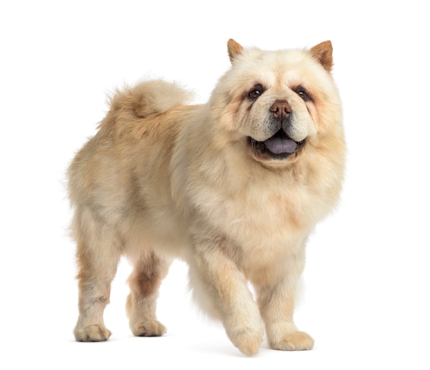 Chow Chow vor einer weißen Wand