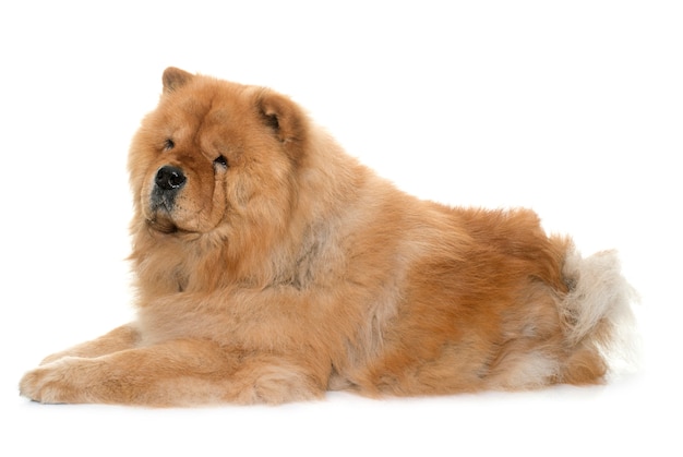 Chow-Chow