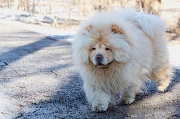 Chowchow perro para un paseo en el parque