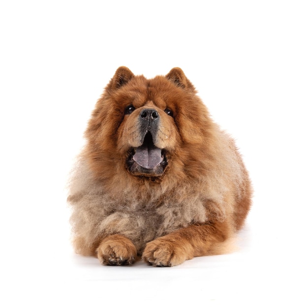 Foto chowchow verlängerte vorderansicht