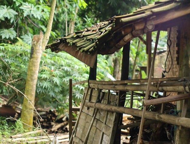 La choza vieja sirve para la cocina