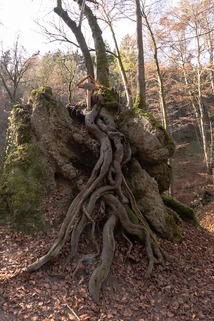 Christliches Kreuz auf Baumwurzeln auf einem Felsen