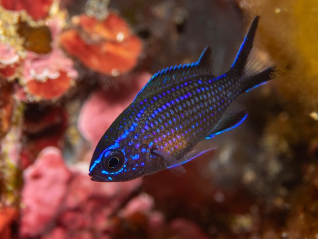 Foto chromis chromis