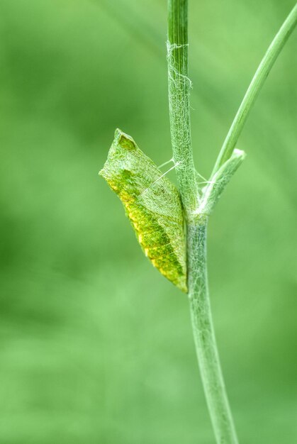 Chrysalis von Schwalbenschwanzschmetterling Papilio zelicaon Puppe, die an Dillstamm in der Nähe befestigt ist