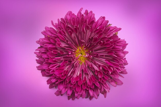 Chrysantheme auf rosa Hintergrund