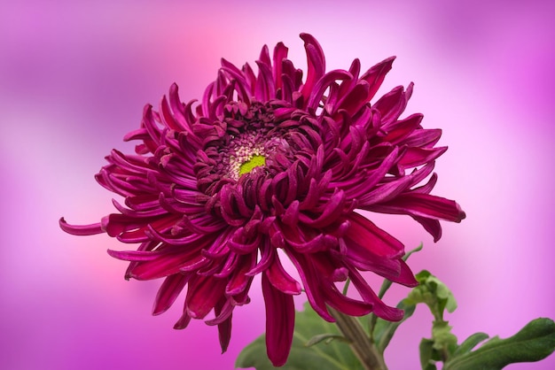 Chrysantheme auf rosa Hintergrund