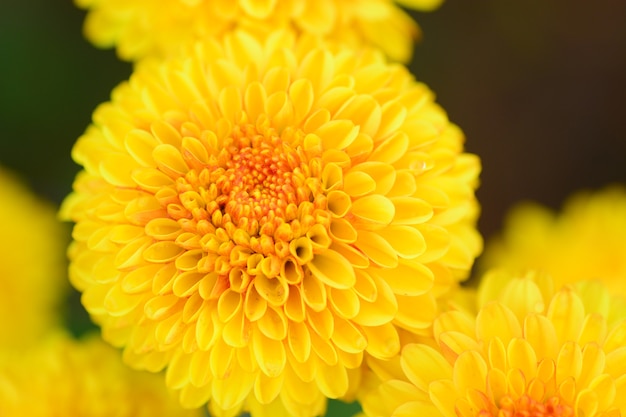 Chrysantheme blüht Nahaufnahme mit unscharfem Hintergrund