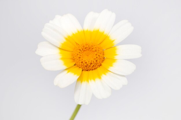 Chrysantheme Coronarium Blume