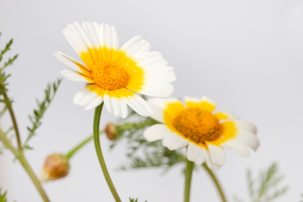 Chrysantheme Coronarium Blume