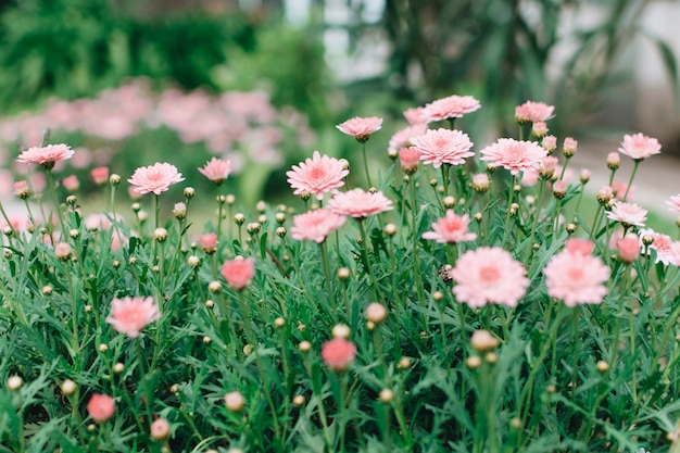 Chrysantheme, die auf Wiese wächst