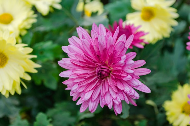 Chrysantheme im Garten hautnah