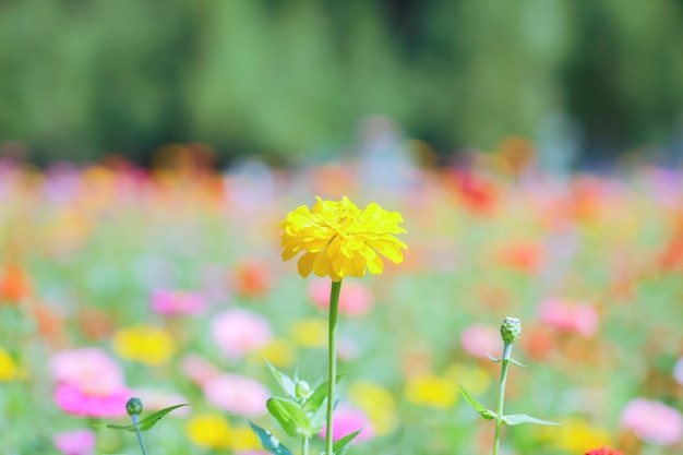 Chrysantheme im Garten.