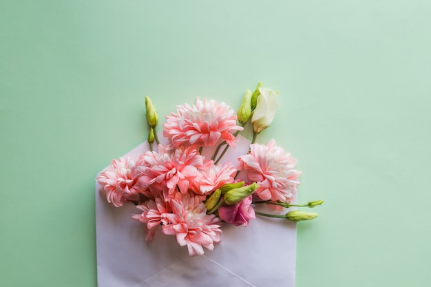 Chrysantheme im Umschlag an der grünen Wand Schöne Blumenarrangements. Rosa Chrysanthemen mit Umschlag auf weißer Wand. Flache Lage, Draufsicht.