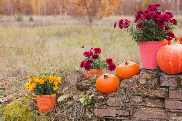 Chrysantheme in Blumentöpfen und orange Kürbissen in den Herbstgärten nahe alter Ziegelmauer