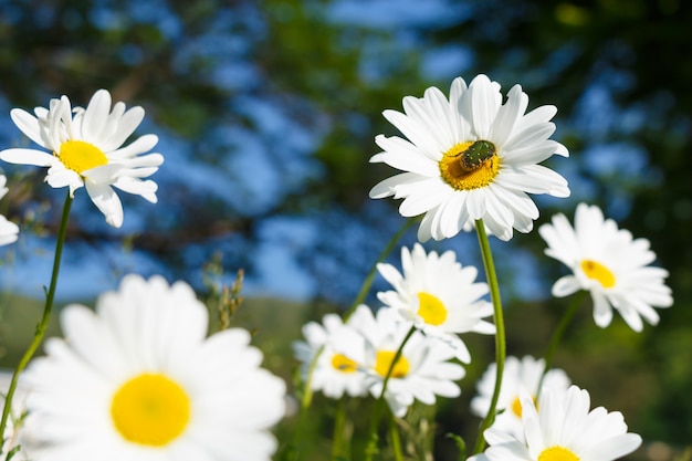 Chrysantheme in Japan