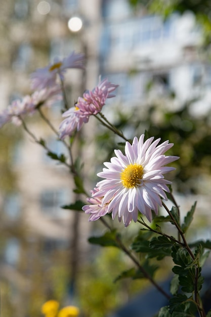 Chrysantheme-Kamille Blüten sind weißrosa