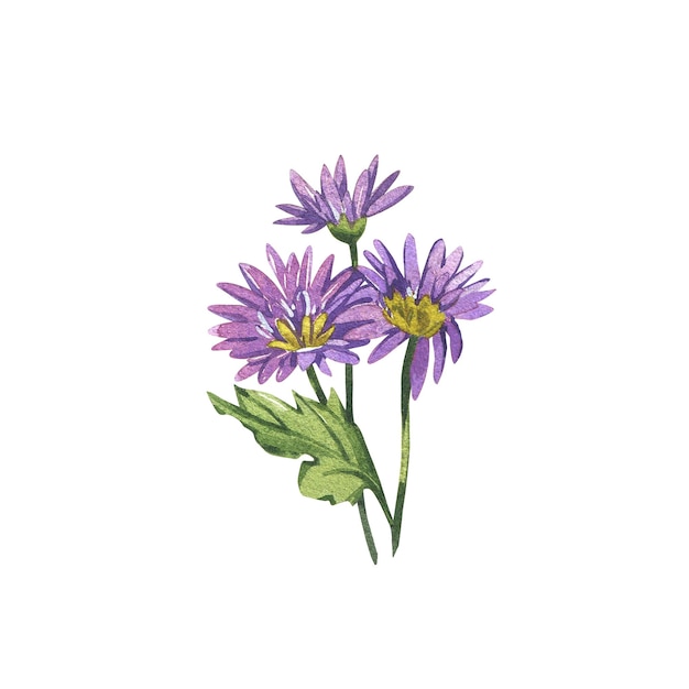 Chrysantheme violett isoliert auf weißem Hintergrund Aquarell Handzeichnung botanische Skizze illustratio