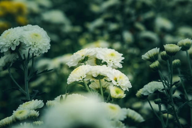 Chrysantheme weiße Leukantheme bedeutet Liebe, Glück, dauerhafte Liebe