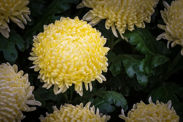 Chrysantheme