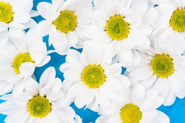 Chrysanthemen auf blauem Hintergrund