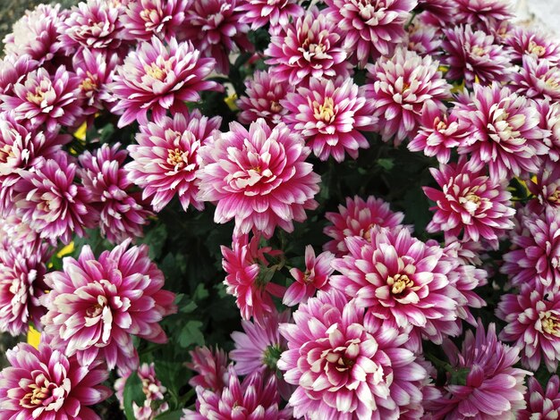 Chrysanthemen der Burgundfarbe in einem Blumenstrauß, Nahaufnahme-Grüßkarte für Hochzeit oder Geburtstag im Herbst