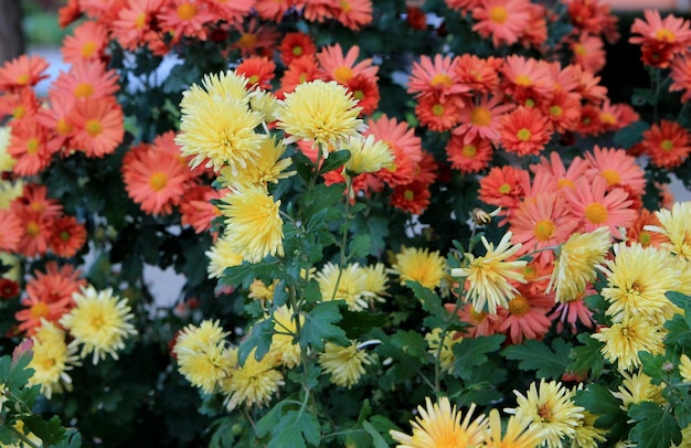 Chrysanthemen im Garten. Gelbe Blumen Hintergrundbild. Nahansicht