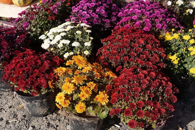 Chrysanthemen in Töpfen für Hausdekoration im Freien bunte Herbsttopfblumen im Blumenmarkt...