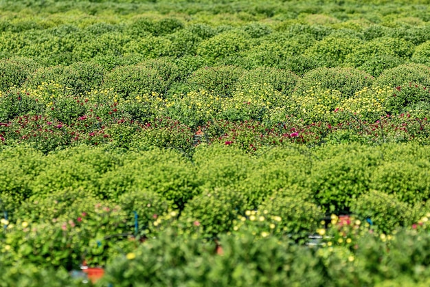 Chrysanthemen-Mütter auf dem Feld, Chrysanthemen-Pflanzen