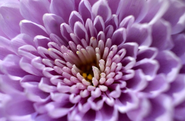 Chrysanthemen-Puple-Blumen-Makrobild