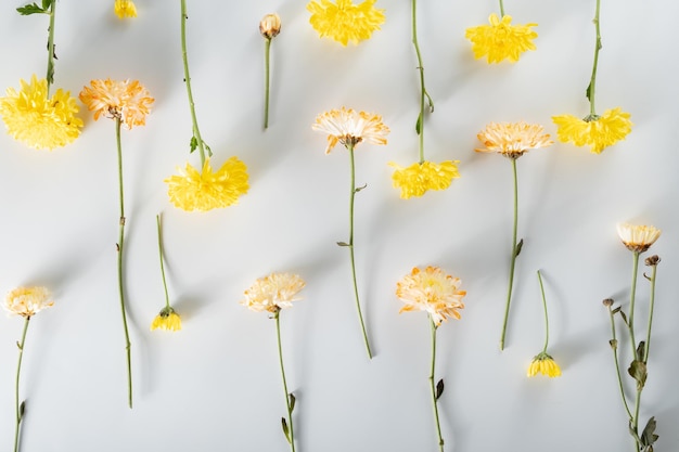 Chrysanthemen- und Schnittblumen-Komposition Muster und Rahmen aus verschiedenen gelben oder orangefarbenen Blüten und grünen Blättern auf weißem Hintergrund Flache Ansicht von oben Kopierraum Frühlings-Sommer-Konzept