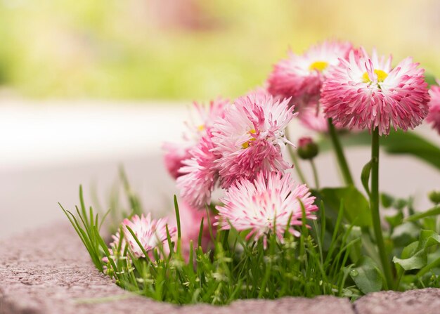 Chrysanthemen werden heute meist als dekorative Pflanzen angebaut