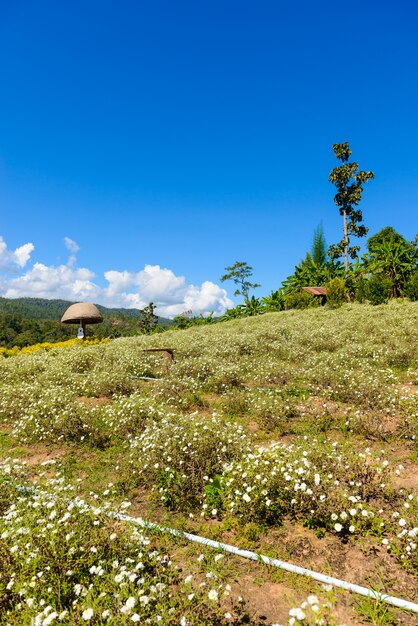 Chrysanthemenbearbeitung, zum des Wassers mit Chrysanthementee bei Chiang Mai, Thailand zu produzieren.