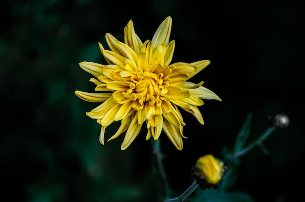 Foto chrysanthemenblüte im park. gelbe blume