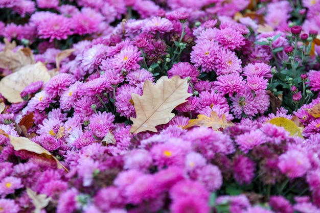 Chrysanthemenblüte mit Eichenblatt