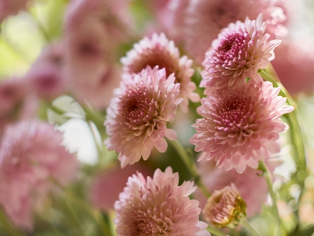 Chrysanthemenblüten blühen im Garten.